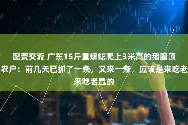 配资交流 广东15斤重蟒蛇爬上3米高的猪圈顶棚，农户：前几天已抓了一条，又来一条，应该是来吃老鼠的